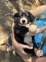 Black tri boy aussie , a male Miniature Australian Shepherd for sale in Raleigh, NC – 2 of 3