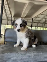 Blue Merle girl Aussie 3, a female Miniature Australian Shepherd for sale in Raleigh, NC – 3 of 5