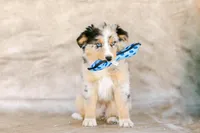 Maggie, a female Australian Shepherd for sale in Raleigh, NC – Photo 1 of 3