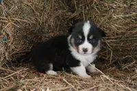 Black tri, a female Pembroke Welsh Corgi for sale in Raleigh, NC – Photo 2 of 3