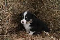 Black tri, a female Pembroke Welsh Corgi for sale in Raleigh, NC – Photo 3 of 3
