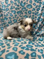 Blue Merle male 2, a male Pembroke Welsh Corgi for sale in Raleigh, NC – Photo 3 of 7
