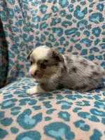 Blue Merle male 2, a male Pembroke Welsh Corgi for sale in Raleigh, NC – Photo 2 of 7