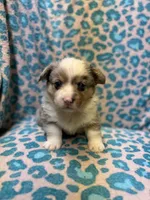 Blue Merle male 2, a male Pembroke Welsh Corgi for sale in Raleigh, NC – Photo 4 of 7