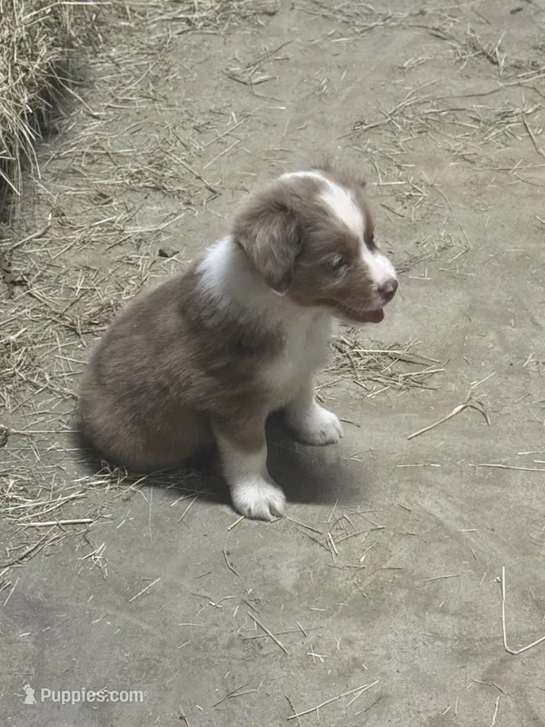 Red Merle female Aussie  – Miniature Australian Shepherd puppy for sale in Raleigh, NC