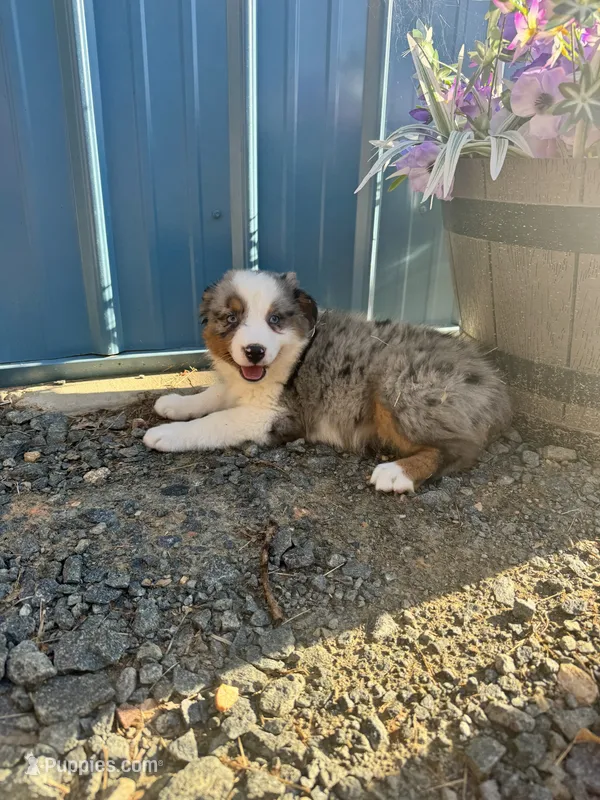 Blue Merle male aussie  – Miniature Australian Shepherd puppy for sale in Raleigh, NC