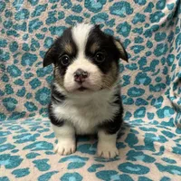Black tri boy 3, a male Pembroke Welsh Corgi for sale in Raleigh, NC – Photo 2 of 6