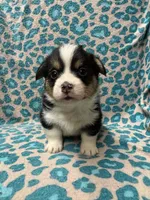Black tri boy 3, a male Pembroke Welsh Corgi for sale in Raleigh, NC – Photo 2 of 6