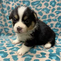 Black tri boy 3, a male Pembroke Welsh Corgi for sale in Raleigh, NC – Photo 1 of 6