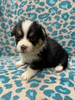 Black tri boy 3, a male Pembroke Welsh Corgi for sale in Raleigh, NC – Photo 1 of 6