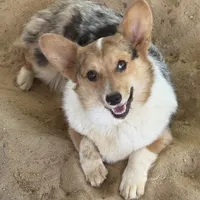 Black tri boy 3, a male Pembroke Welsh Corgi for sale in Raleigh, NC – Photo 4 of 6