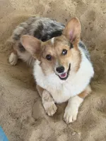 Black tri boy 3, a male Pembroke Welsh Corgi for sale in Raleigh, NC – Photo 4 of 6