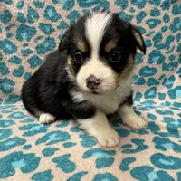Black tri boy 3, a male Pembroke Welsh Corgi for sale in Raleigh, NC – Photo 3 of 6
