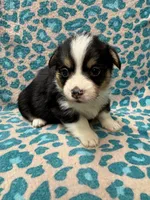 Black tri boy 3, a male Pembroke Welsh Corgi for sale in Raleigh, NC – Photo 3 of 6