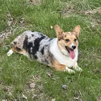 Black tri boy 3, a male Pembroke Welsh Corgi for sale in Raleigh, NC – Photo 6 of 6