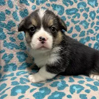 Black tri male 2, a male Pembroke Welsh Corgi for sale in Raleigh, NC – Photo 2 of 6
