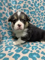 Black tri male 2, a male Pembroke Welsh Corgi for sale in Raleigh, NC – Photo 2 of 6