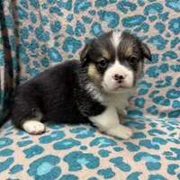 Black tri male 2, a male Pembroke Welsh Corgi for sale in Raleigh, NC – Photo 1 of 6