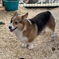 Black tri male 2, a male Pembroke Welsh Corgi for sale in Raleigh, NC – Photo 4 of 6