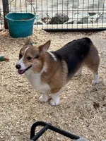 Black tri male 2, a male Pembroke Welsh Corgi for sale in Raleigh, NC – Photo 4 of 6