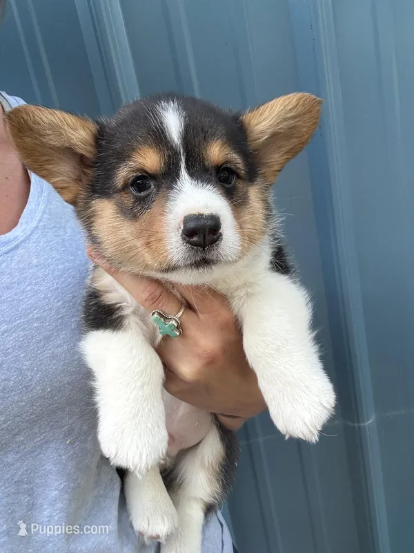 Black tri boy corgi 2 – Pembroke Welsh Corgi puppy for sale in Raleigh, NC