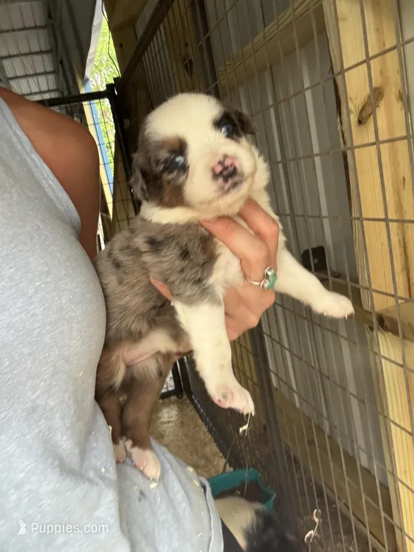 Blue merle girl Aussie 2 – Miniature Australian Shepherd puppy for sale in Raleigh, NC