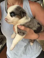 Blue merle girl Aussie 2, a female Miniature Australian Shepherd for sale in Raleigh, NC – Photo 3 of 6