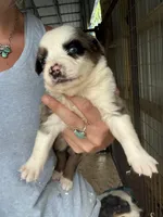 Blue merle girl Aussie 2, a female Miniature Australian Shepherd for sale in Raleigh, NC – Photo 2 of 6