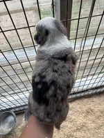 Blue merle girl Aussie 2, a female Miniature Australian Shepherd for sale in Raleigh, NC – Photo 4 of 6