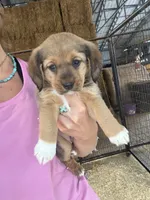 Red girl , a female Pembroke Welsh Corgi and Cocker Spaniel for sale in Raleigh, NC – 1 of 1