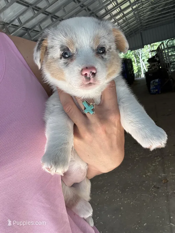 Blue eyed blue merle girl