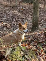 Blue eyed blue merle girl, a female Pembroke Welsh Corgi for sale in Raleigh, NC – Photo 3 of 3