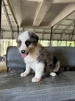 Blue Merle girl Aussie 3, a female Miniature Australian Shepherd for sale in Raleigh, NC – 2 of 5