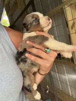 Blue Merle male aussie , a male Miniature Australian Shepherd for sale in Raleigh, NC – Photo 2 of 5