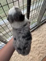 Blue Merle male aussie , a male Miniature Australian Shepherd for sale in Raleigh, NC – Photo 3 of 5