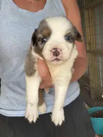 Blue Merle male aussie , a male Miniature Australian Shepherd for sale in Raleigh, NC – Photo 1 of 5