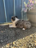 Blue Merle male aussie , a male Miniature Australian Shepherd for sale in Raleigh, NC – 2 of 4