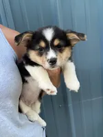 Black tri boy corgi 3, a male Pembroke Welsh Corgi for sale in Raleigh, NC – Photo 1 of 2