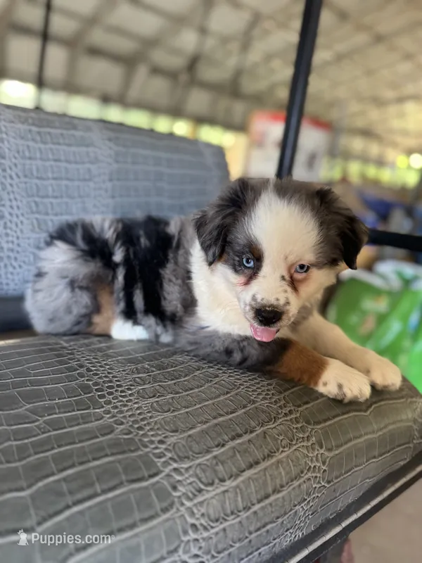 Blue Merle girl Aussie 1 – Miniature Australian Shepherd puppy for sale in Raleigh, NC