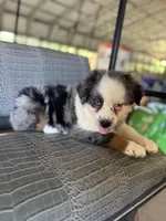 Blue Merle girl Aussie 1, a female Miniature Australian Shepherd for sale in Raleigh, NC – 1 of 4