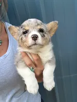 Blue Merle boy corgi , a male Pembroke Welsh Corgi for sale in Raleigh, NC – Photo 3 of 4