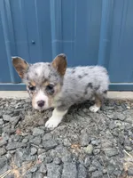 Blue Merle boy corgi , a male Pembroke Welsh Corgi for sale in Raleigh, NC – Photo 2 of 4
