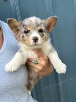 Blue Merle boy corgi , a male Pembroke Welsh Corgi for sale in Raleigh, NC – Photo 1 of 4