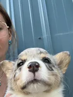 Blue Merle boy corgi , a male Pembroke Welsh Corgi for sale in Raleigh, NC – Photo 4 of 4