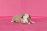#10, a female Miniature Australian Shepherd for sale in Raleigh, NC – Photo 3 of 3