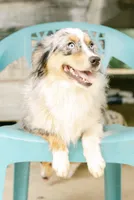 Lexi, a female Miniature Australian Shepherd for sale in Raleigh, NC – 4 of 5