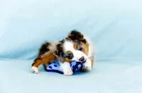 Blaze face male, a male Toy Australian Shepherd for sale in Raleigh, NC – Photo 1 of 8