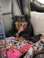 Blaze face male, a male Toy Australian Shepherd for sale in Raleigh, NC – Photo 6 of 8