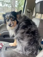 Blaze face male, a male Toy Australian Shepherd for sale in Raleigh, NC – Photo 5 of 8