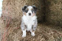 Blaze face male, a male Toy Australian Shepherd for sale in Raleigh, NC – Photo 2 of 8